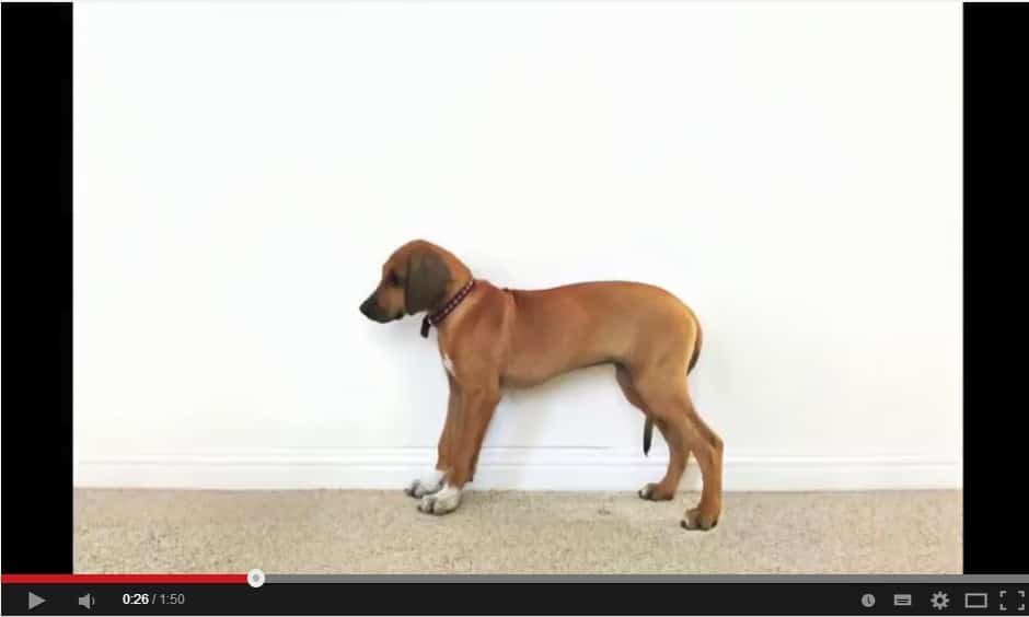 Une vidéo très mignonne d&rsquo;un Rhodésian Ridgeback pris en photo chaque jour par son maître !