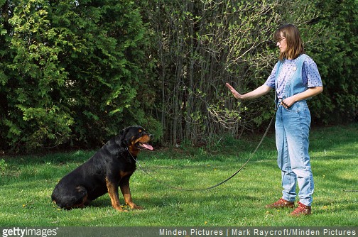 Dresser son chien : 3 astuces de vétérinaire