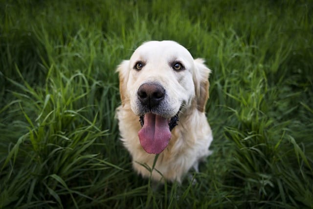 Le top 5 des chiens préférés des Français