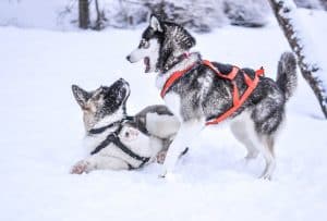 chiens-de-traineaux-1