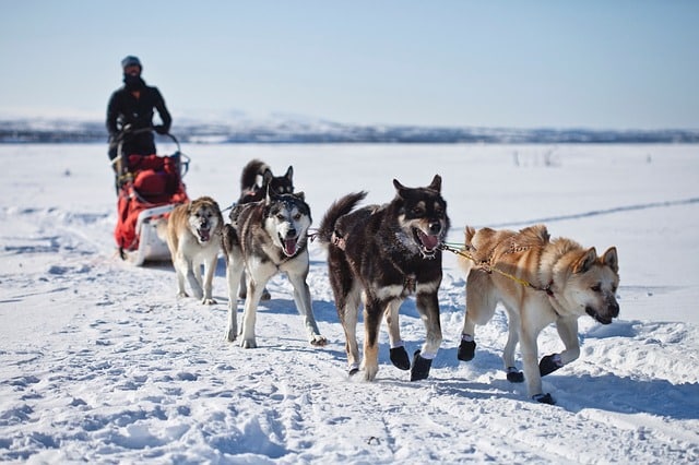 Top 3 des chiens de traîneaux