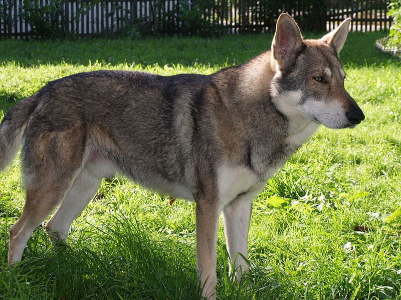 Le chien-loup de Saarloos