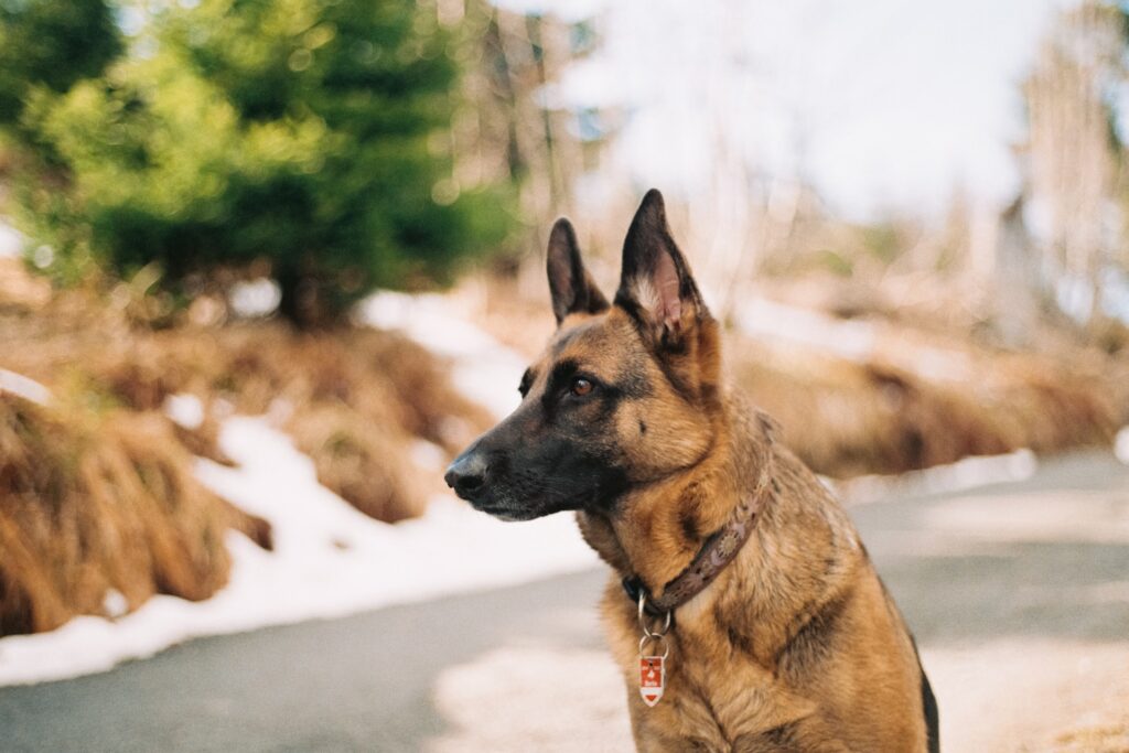 Comment punir un chien qui a mordu ?