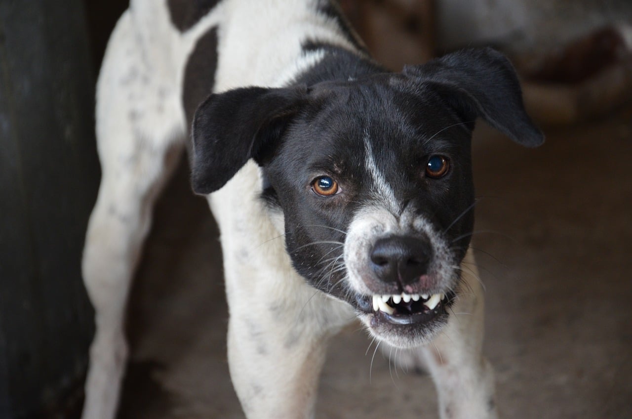 Comment punir un chien qui a mordu ?