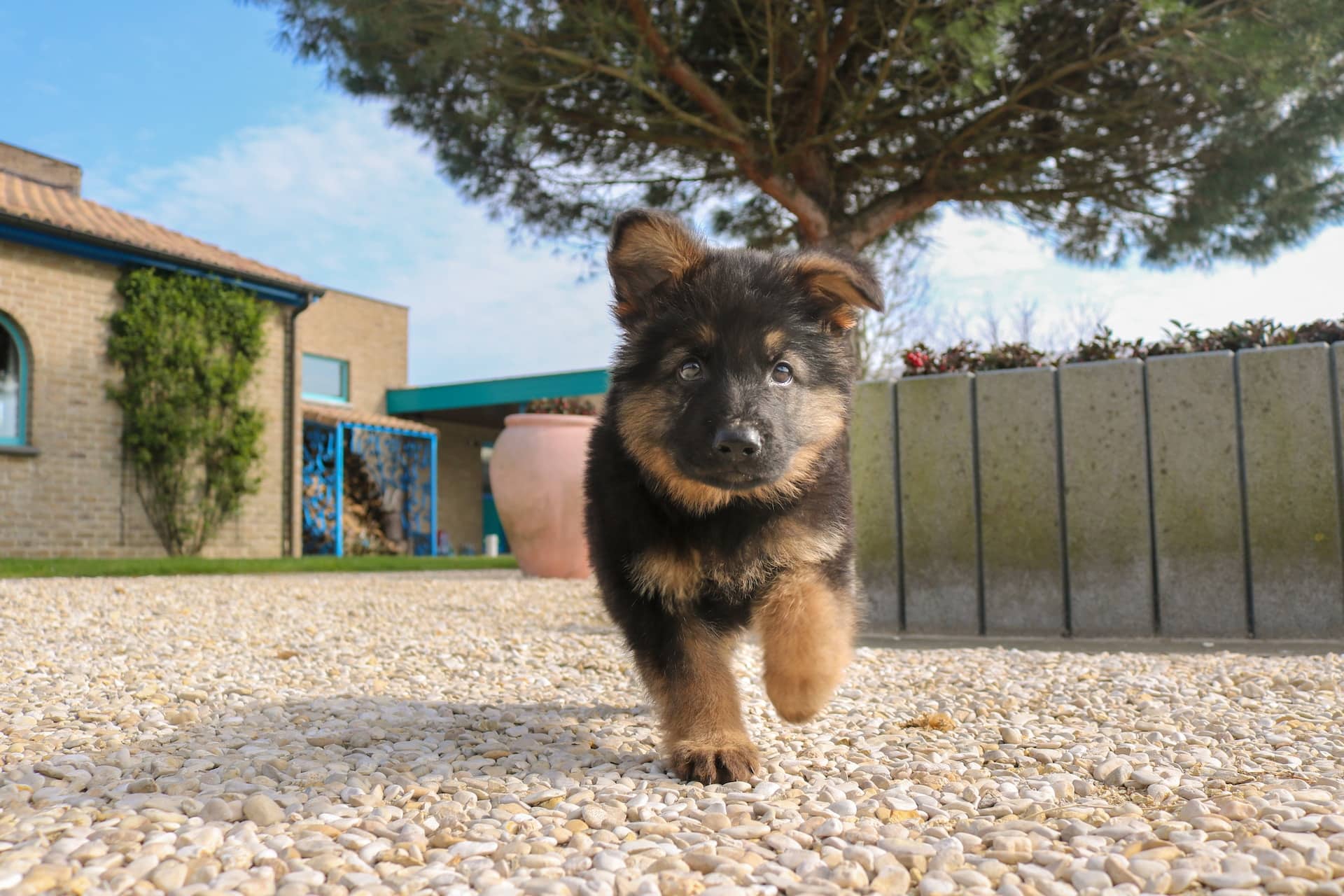 Comment savoir si un chien est LOF ?