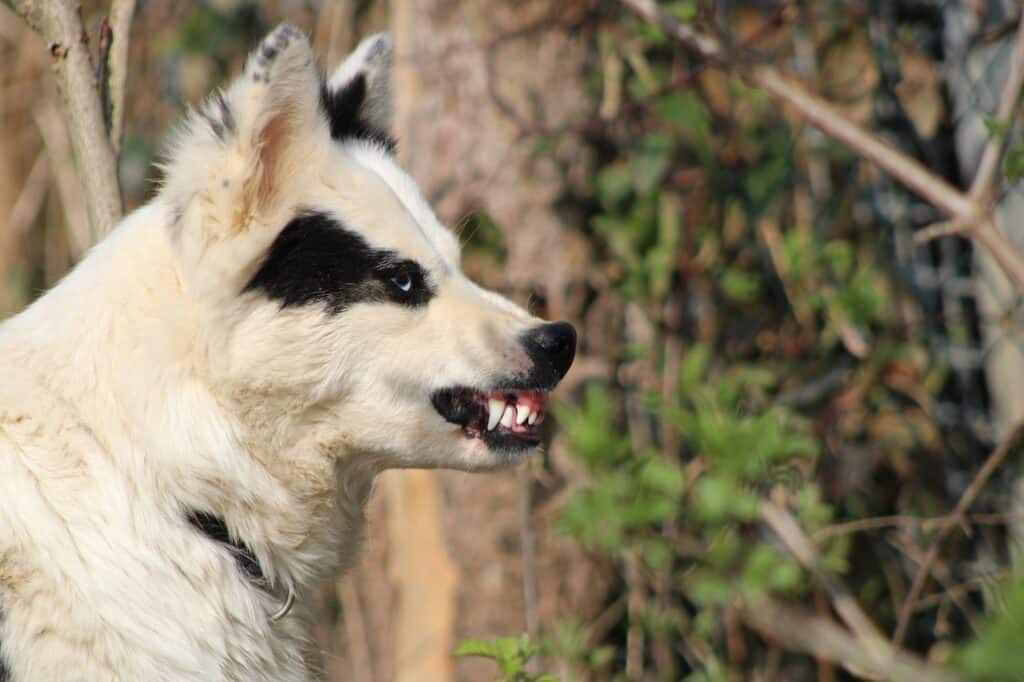 Comment punir un chien qui a mordu ?